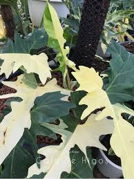 Philodendron Golden Dragon Variegated Philodendron Philodendron Monstera Plants