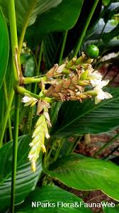 Image result for Sarcophrynium schweinfurthianum