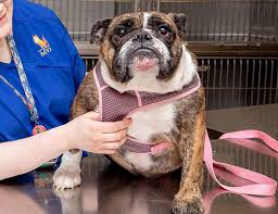 Maybe you would like to learn more about one of these? Memphis Veterinary Specialists Emergency Cordova Veterinarian
