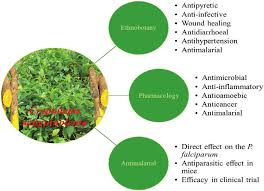 Image result for Cryptolepis hypoglauca