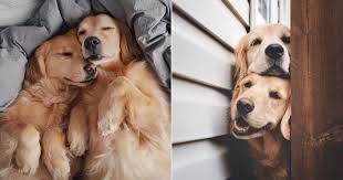 You will find golden retriever dogs for adoption and puppies for sale under the listings here. Photos Of 2 Golden Retriever Best Friends Popsugar Pets