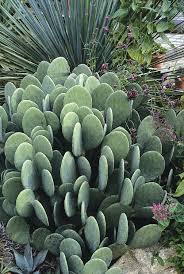 Image result for Opuntia