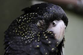 This page was last edited on 18 december 2019, at 08:41. Banks Rabenkakadu Calyptorhynchus Banksii Am 13 9 2010 Im Zoo Toronto Tier Fotos Eu