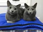 Russian Blue