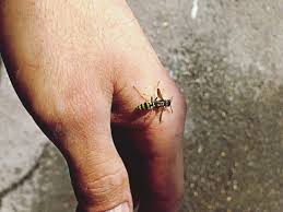 We did not find results for: 12 Astuces Pour Eloigner Les Guepes De La Table