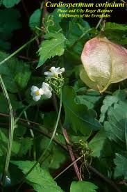 Image result for Cardiospermum halicacabum