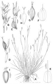 Image result for Schoenoxiphium