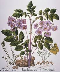 Image result for Solanum tuberosum