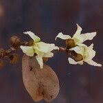 Image result for Hexalobus monopetalus