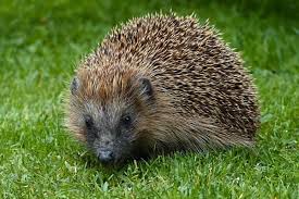 Hilfe Fur Igel Im Sommer Herz Fuer Tiere De