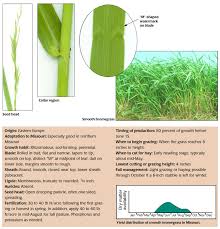 Check spelling or type a new query. Forage Of The Month Smooth Bromegrass Integrated Crop And Pest Management News Article Integrated Pest Management University Of Missouri