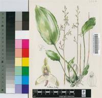 Image result for Eulophia hereroensis