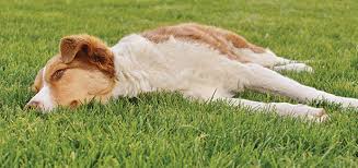 Pet Talk Chagas Disease In Dogs Modern Dog Magazine
