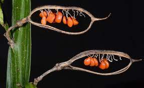 Seed Pods Of Carmichaelia Williamsii The Giant Flowered Broom A Native Broom To 4 M Tall It Produces Erect Pods That Low Growing Shrubs Vascular Plant Broom