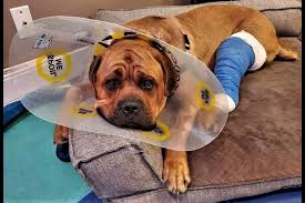 We are proud members of humane canada, the federation of humane societies and spcas. P G Humane Society Rises To Covid Challenge Of Finding Homes For Pets Prince George Citizen