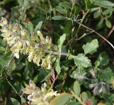 Image result for Viscum littorum