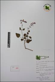 Image result for Orthosiphon thymiflorus