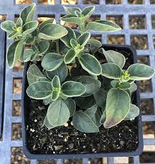 Image result for Dicliptera monroi