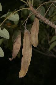 Image result for Pericopsis