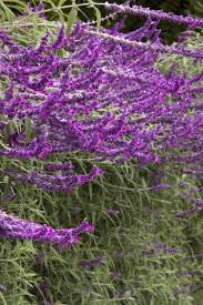 Flowers and beans make it a good ornamental addition to gardens; Santa Barbara Mexican Bush Sage