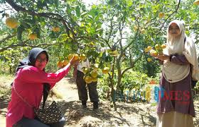 Image result for kebun jeruk mojokerto