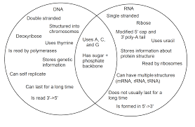 Dna Vs Rna Expii