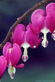 Image Detail For Bleeding Heart Flower Blossoms With Dew Bleeding Heart Flower Bleeding Heart Flowers Photography