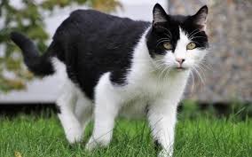 The oxygen the causes of cat stroke vary from brain injury to an accident or poisoning. My Cat Is Limping What Should I Do Part 1 South Lincs Vet Group