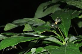 Image result for Chazaliella abrupta