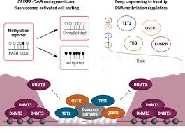 Последние твиты от tee bee (@tbgrrl). Qser1 Protects Dna Methylation Valleys From De Novo Methylation Science