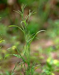 Image result for Hackelochloa granularis