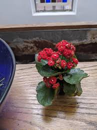 Visit your local trader joe's grocery store in fl with amazing food and drink from around the globe. Houseplants Forum Small Plant From Trader Joe S Help With Identification And Watering Strategy Garden Org