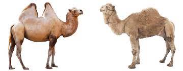 Does the data support or refute the hypothesi 3. The Online Scum One Hump Or Two
