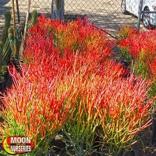 Then, find a piece of soft wood about 3 inches wide and 12 inches long, and cut a hole in it with a knife. Sticks On Fire For Front Planter Succulent Landscaping Succulent Landscape Design Succulent Landscaping Front Yard