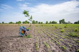 Great Green Wall: Upaya bersama Afrika menghijaukan kembali Sahel dan  melawan degradasi lahan - CIFOR-ICRAF Knowledge: News