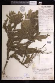 Image result for Selaginella lewalleana