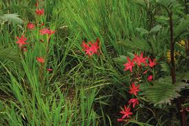 Image result for Eriosema tisserantii