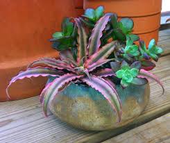 Odor indicates anaerobic rot bacteria, which signifies insufficient air spaces cactus soil doesn't fix an overwatering problem for a plant that needs evenly moist fern soil. Img 4349 Bromeliads Succulents Succulent Outdoor