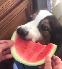 Maybe you would like to learn more about one of these? People Can T Stop Watching This Video Of A Dog Eating Watermelon Like A Human
