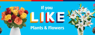 And, it's always fresher than my local traditional grocery store. Plants And Flowers Aldi Uk