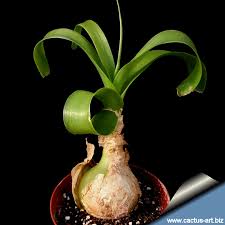 Cacti have numerous anatomical and behavioral adaptations for absorbing and storing water, preventing water loss, protecting themselves from predators, limiting damage from the. Ornithogalum Caudatum Syn Ornithogalum Longibracteatum