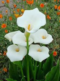 Image result for Zantedeschia aethiopica