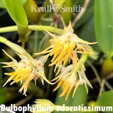 Image result for Ophrypetalum odoratum