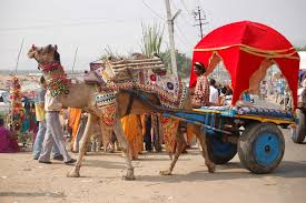 There is no scale, the weight of meat of a certain camel is approximated.the camel price varies from 1500 pounds (less than 300 dollars) to. Pin On Socio Economic Pakistan