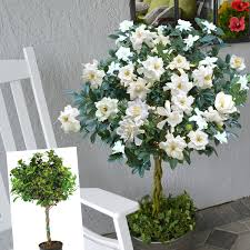 Image result for Gardenia