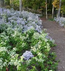 Aster Cordifolius Avondale Blue Wood Aster Shade Plants Part Shade Plants Pollinator Garden
