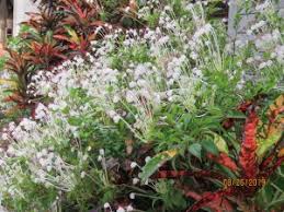 Image result for Clerodendrum incisum