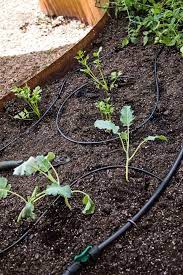 How To Install A Soaker Hose In Your Vegetable Garden Hgtv