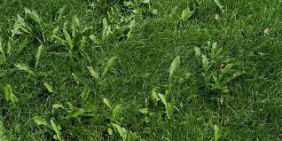 Getting rid of weeds in your garden can be a total pain cornmeal works amazingly at killing weeds and keeping weeds at bay, especially when sprinkled in the cracks of driveways and sidewalks. Best Way To Remove Weeds From A Large Area Insightweeds
