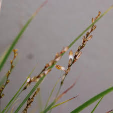 Image result for Chlorophytum stolzii